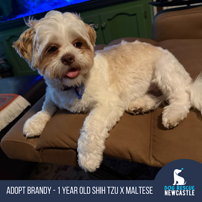 Photo of Brandy   1 Year Old Shih Tzu X