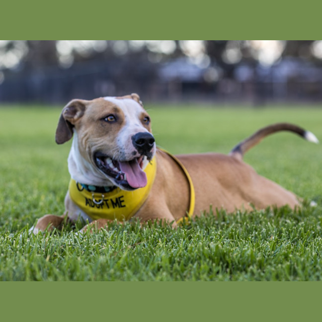 Photo of Bolt
