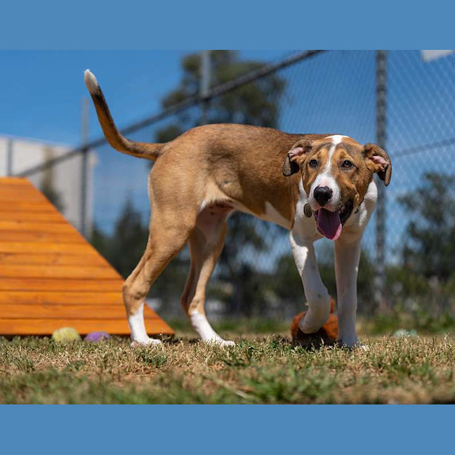 Photo of Willow