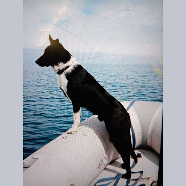 Photo of Buddy