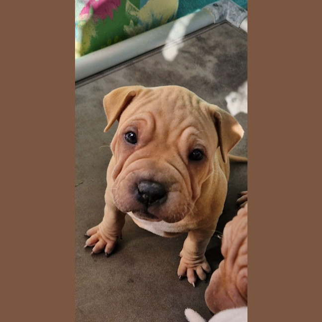 Photo of D1021 Rebel 