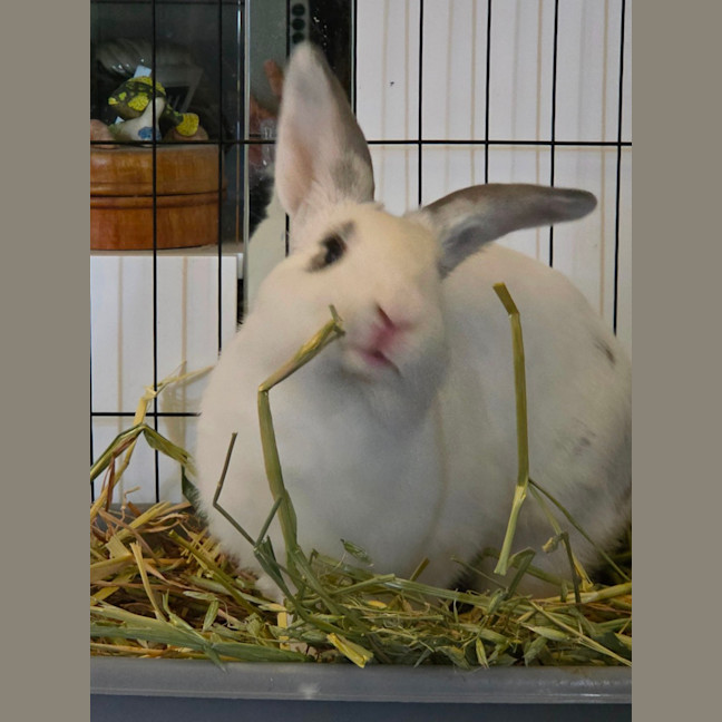 Photo of Casper