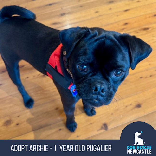 Photo of Archie   1 Year Old Pugalier