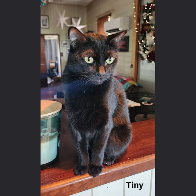 Photo of Tiny