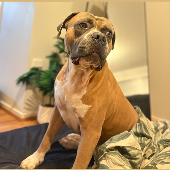 Photo of Boss