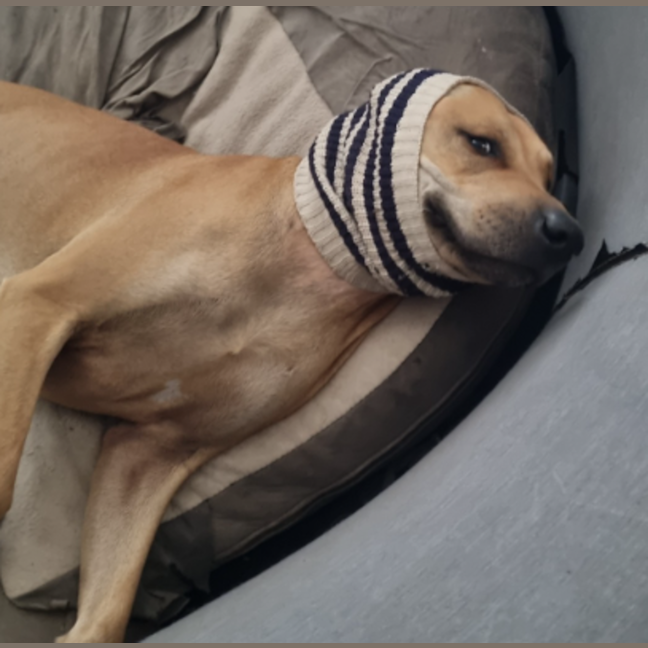 Photo of Teddy