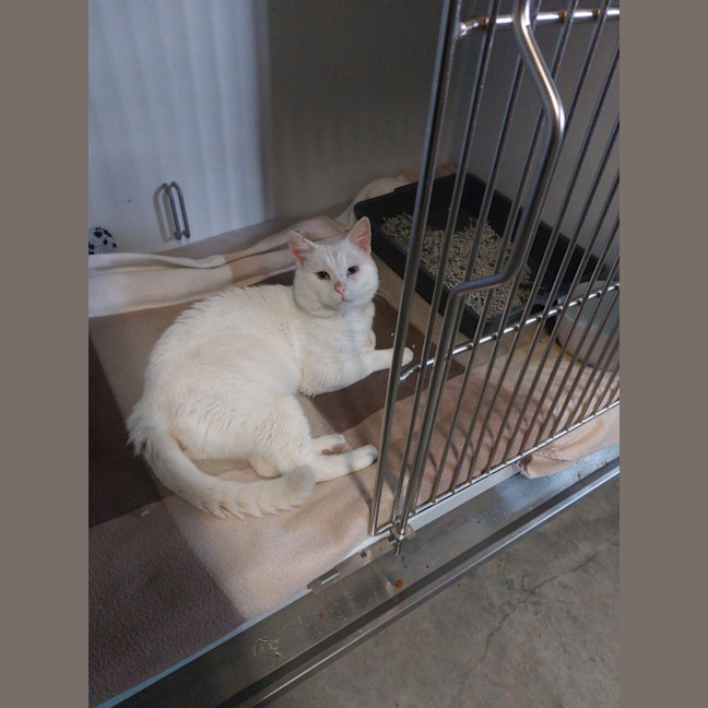 Photo of Special Needs Papa