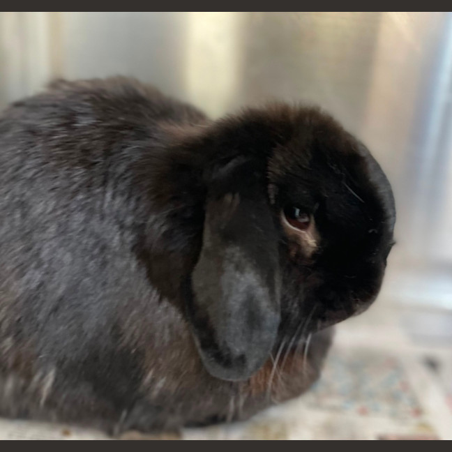 Photo of Snowy & Charlie