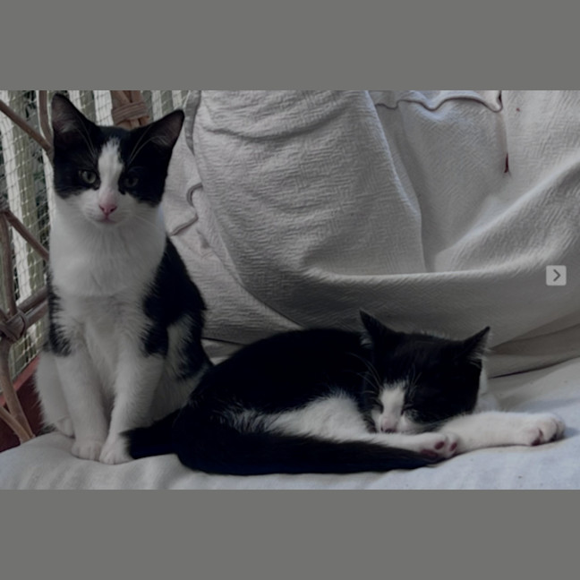 Photo of Solano And Sirocco
