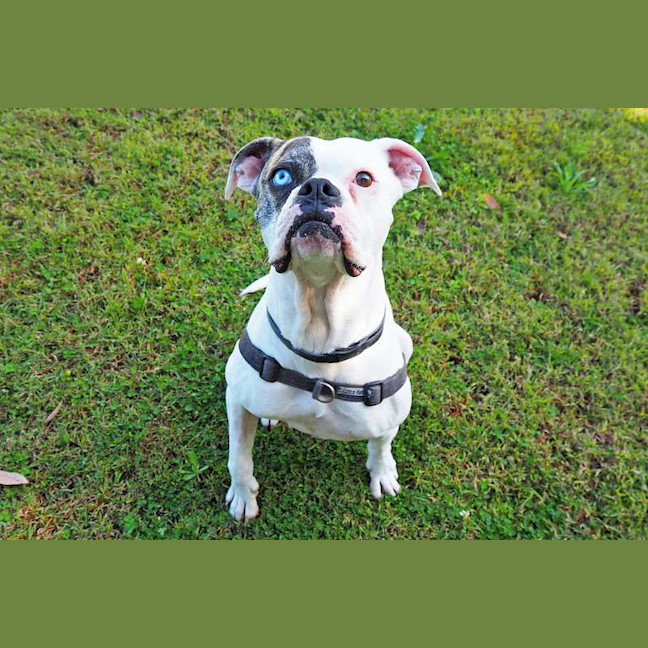 Photo of Gypsy