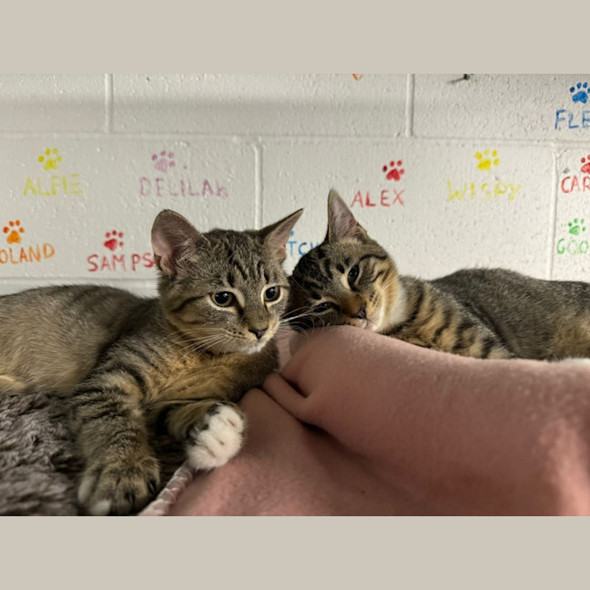 Photo of Rigatoni And Ravioli