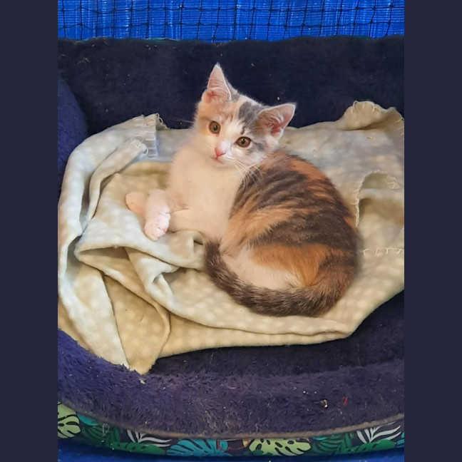 Photo of Catalina **2nd Chance Cat Rescue **