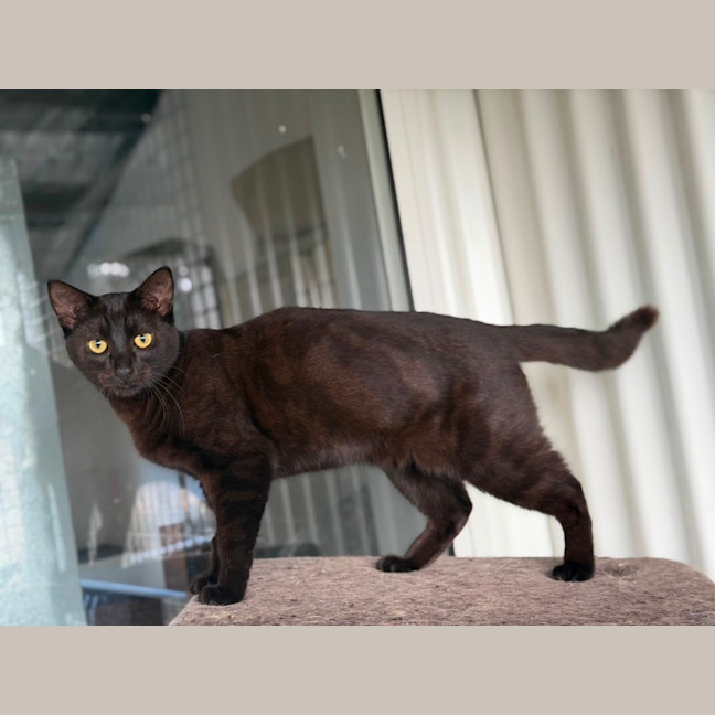 Photo of Coal