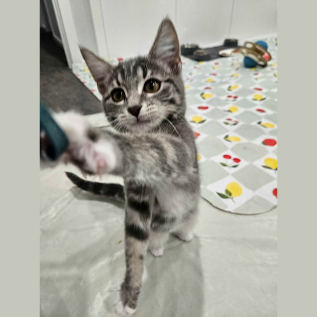 Photo of Zoya