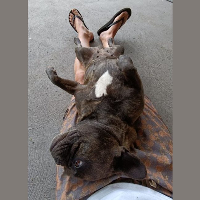 Photo of Archie & Marley   7 Year Old French Bulldog