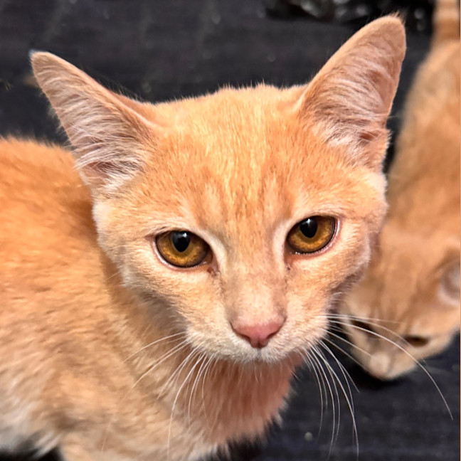 Photo of Cliff's Prophecy