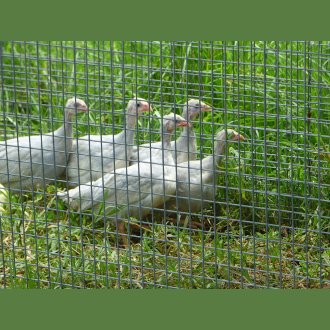 Photo of Baby Guinea Fowls