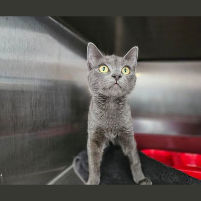 Photo of Mochi
