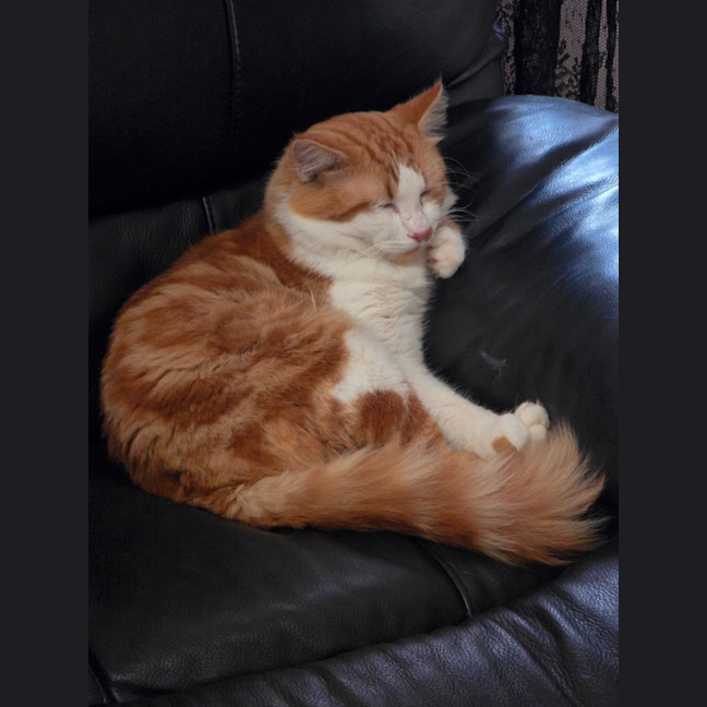Photo of Mo Mo