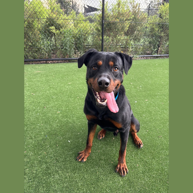 Photo of Shadow Imp 2288