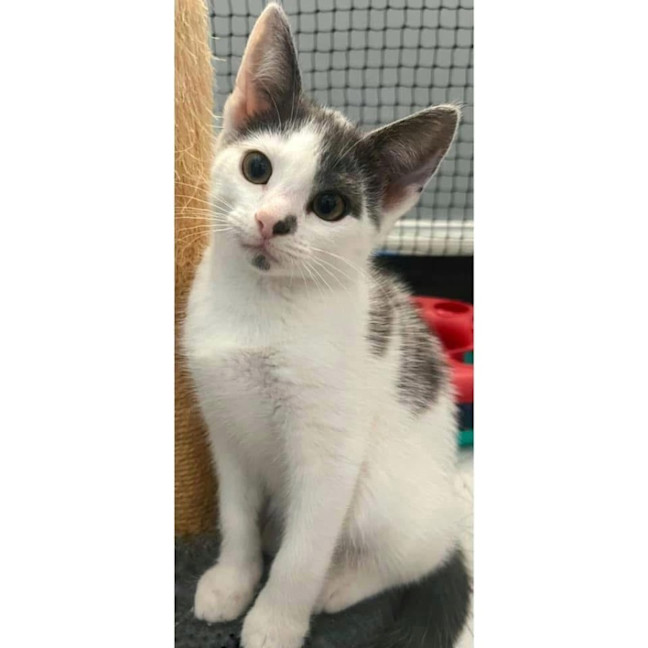 Photo of 11413   Goblin