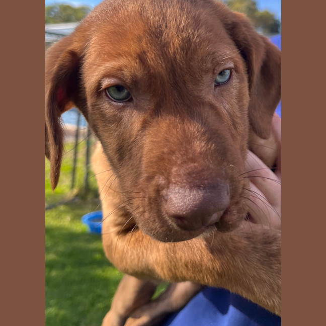 Photo of Biscoff