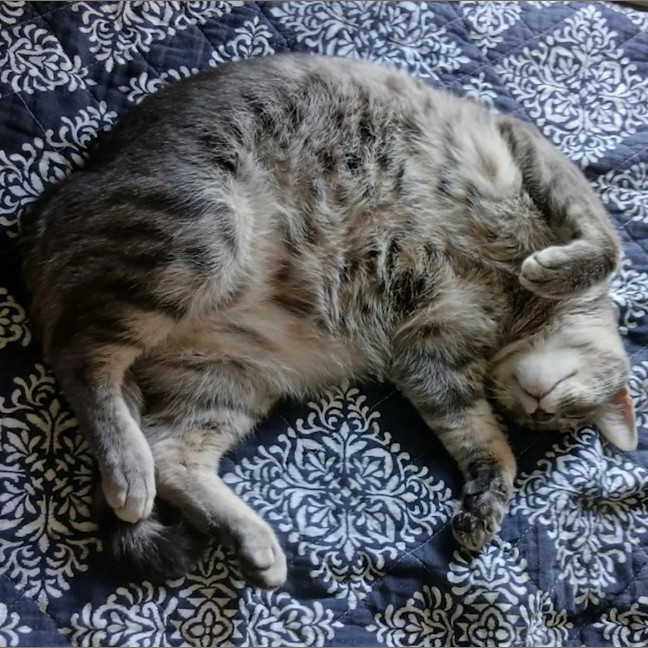 Photo of Mavrus
