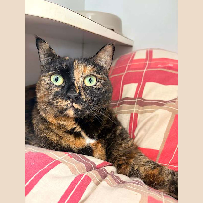 Photo of Ember