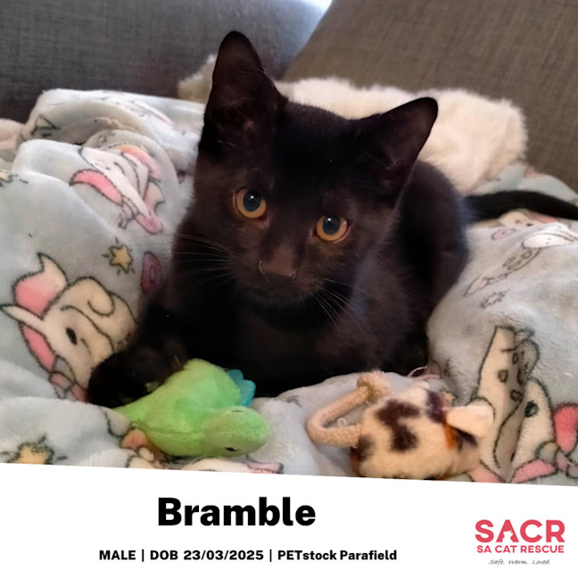 Photo of Bramble