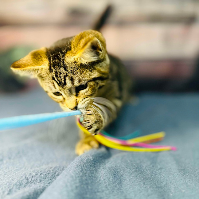 Photo of Atlas   Located In Preston 