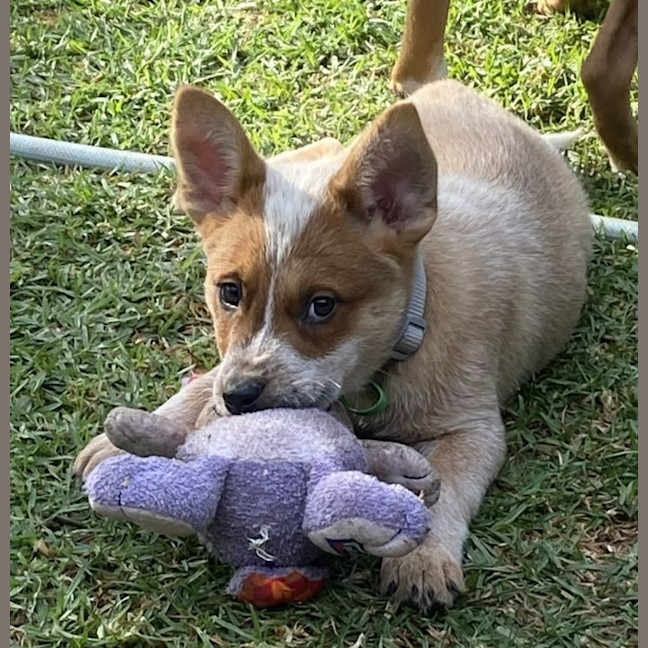 Photo of Champ