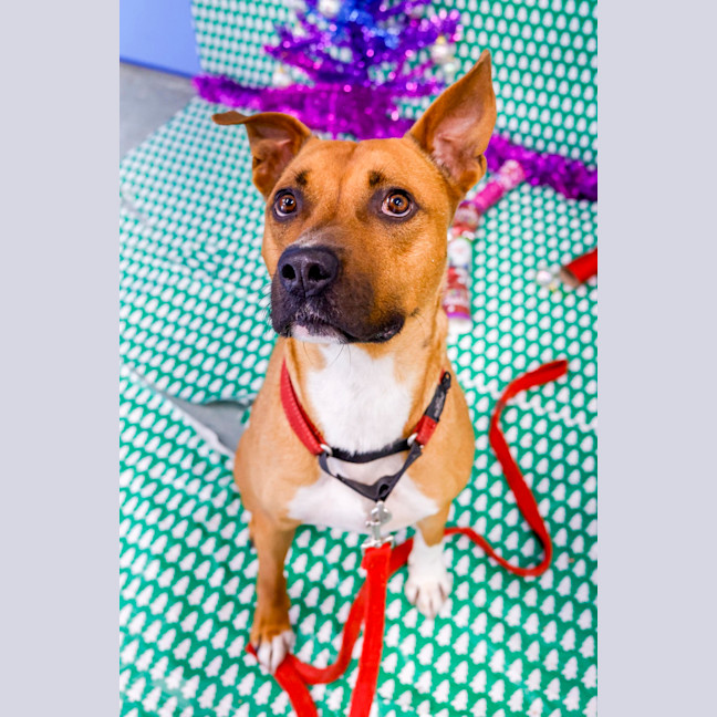 Photo of Ryder