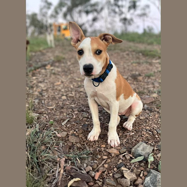 Photo of Honey (P13)