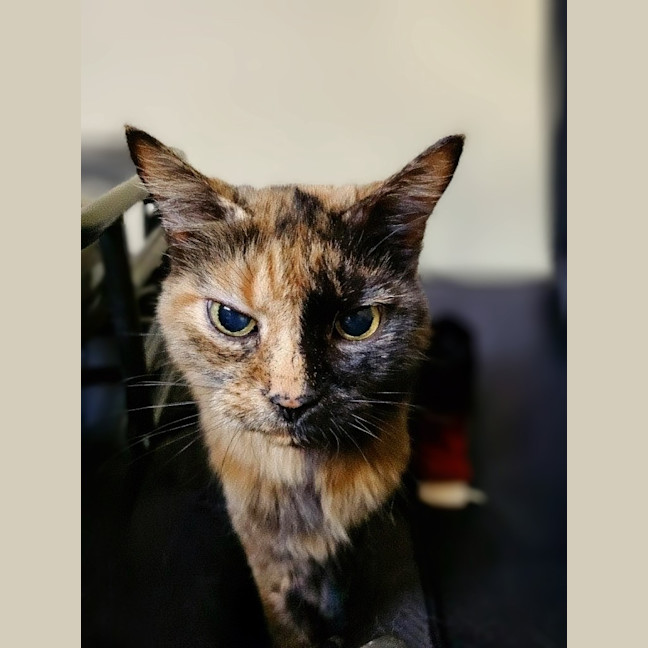 Photo of Savanna