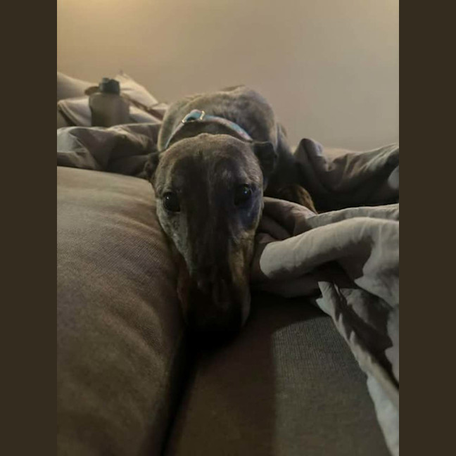 Photo of Jeff, The Greyhound