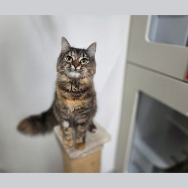 Photo of Posy