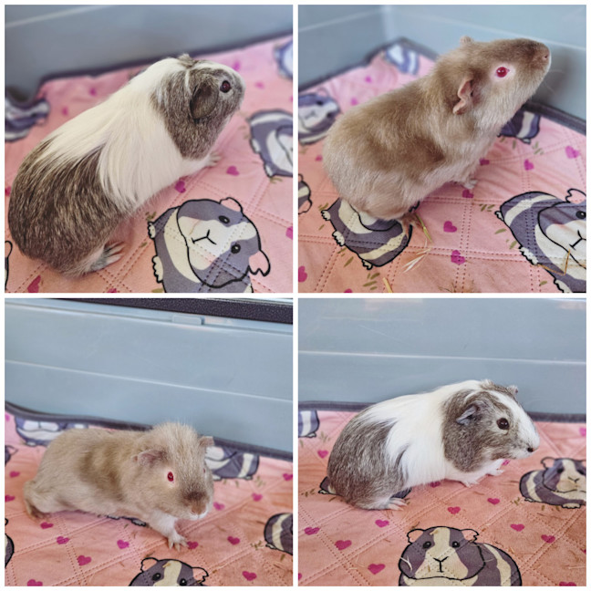 Photo of Marmalade & Marshmallow