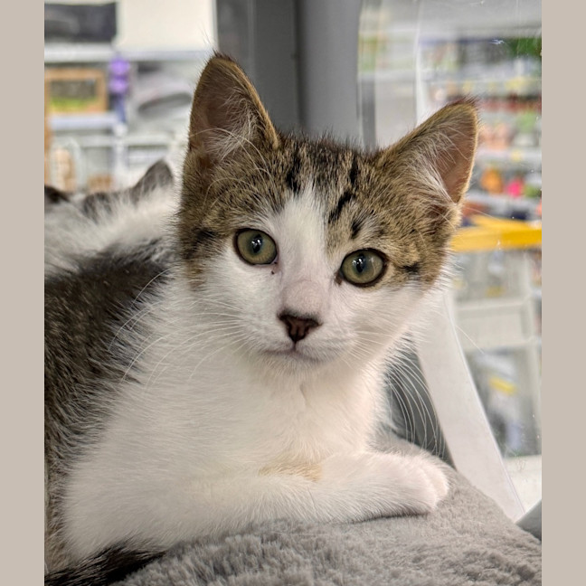 Photo of Lightning Snail