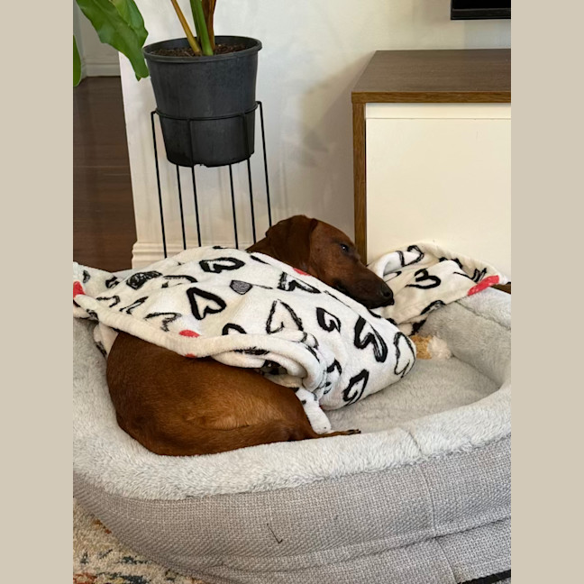 Photo of Rocco
