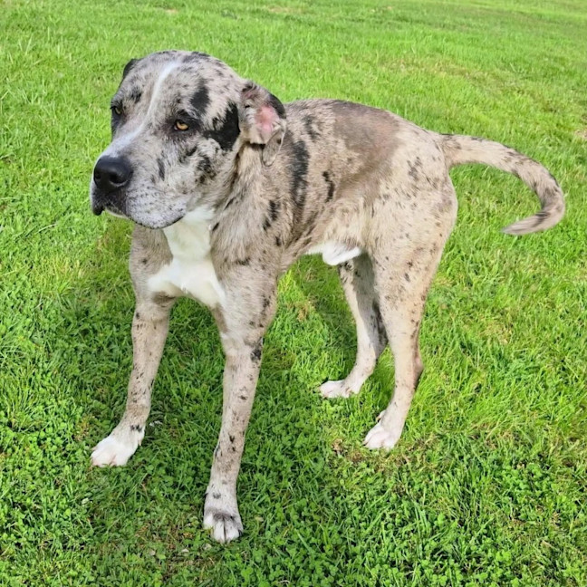 Photo of Patch