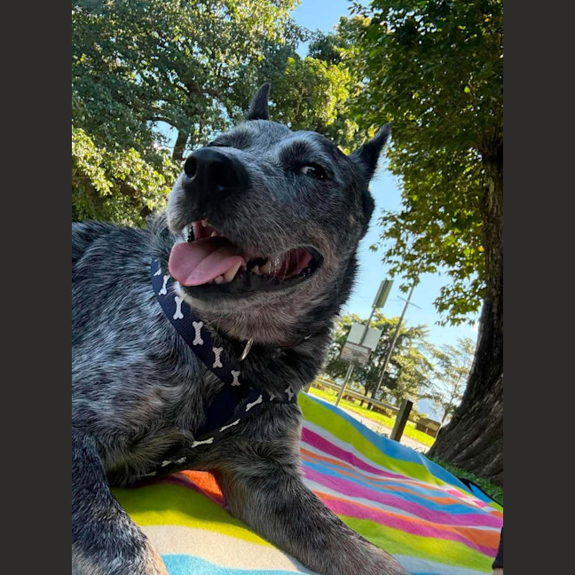 Photo of Bo 