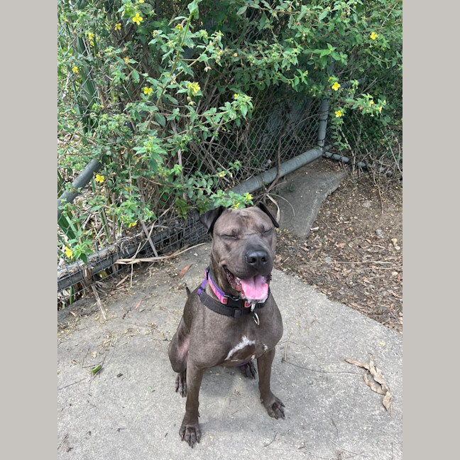 Photo of Layla