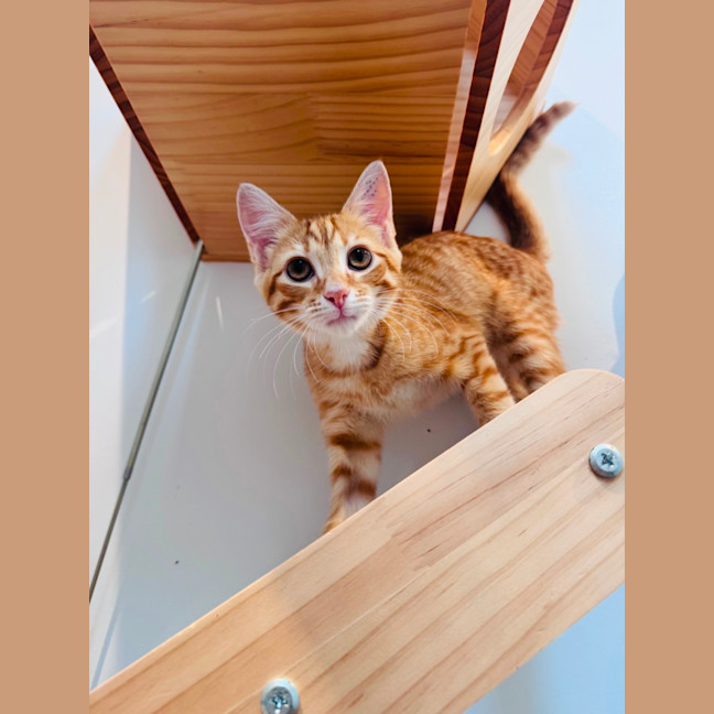 Photo of Dorito