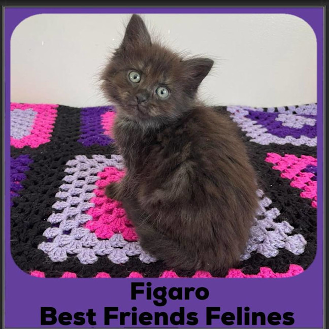 Photo of Figaro 