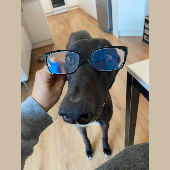 Photo of Danni, The Greyhound