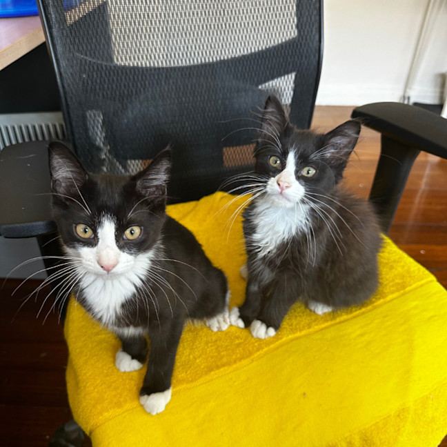 Photo of Baxter & Buttons