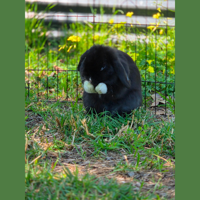 Photo of Socks