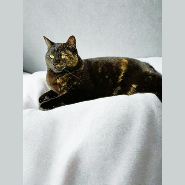 Photo of Birdie