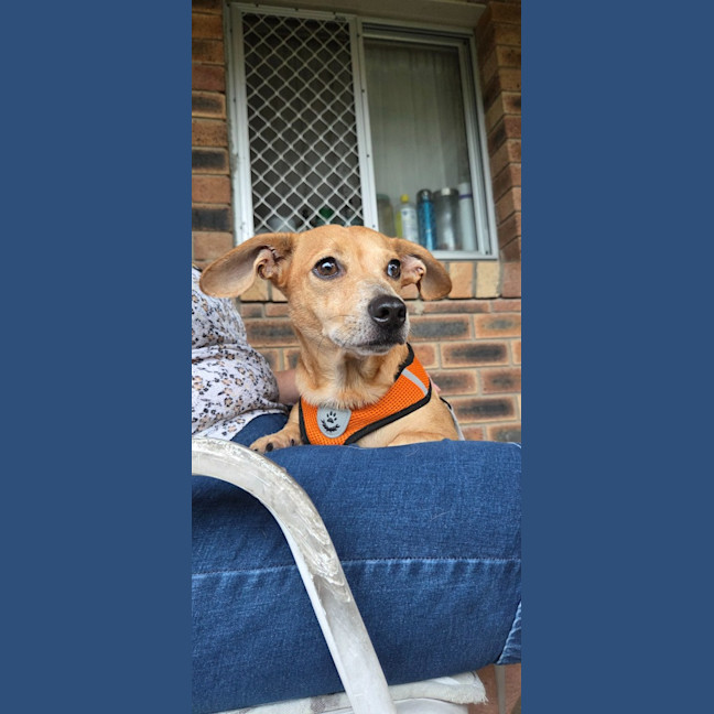 Photo of Honey