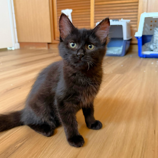 Photo of Peppa